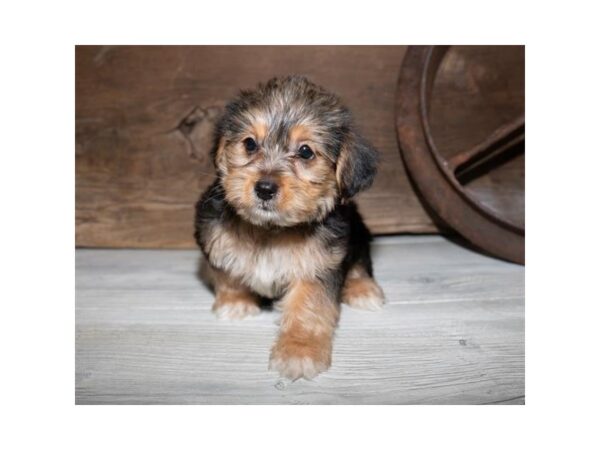 Yorkshire Terrier DOG Male Black / Tan 903 Petland Grove City & Columbus, Ohio