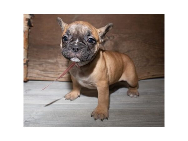 French Bulldog-DOG-Female-Fawn-904-Petland Grove City & Columbus, Ohio