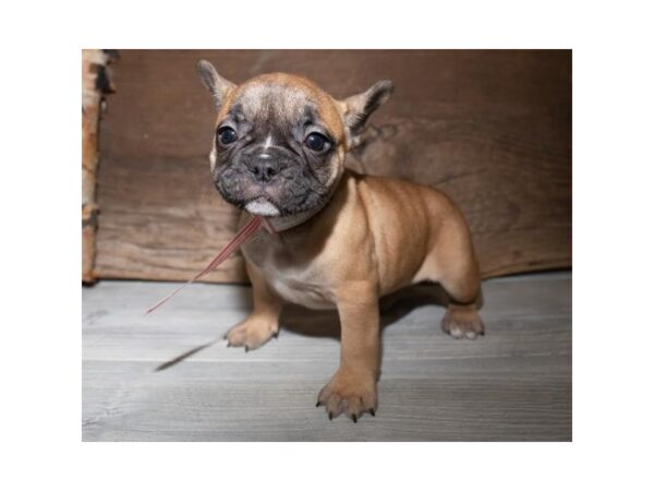 French Bulldog DOG Female Fawn 904 Petland Grove City & Columbus, Ohio