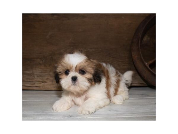 Shih Tzu DOG Female Gold / White 905 Petland Grove City & Columbus, Ohio