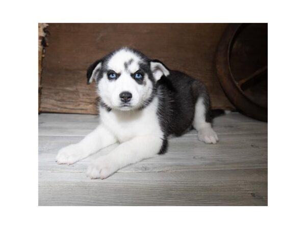 Siberian Husky-DOG-Female-Black / White-906-Petland Grove City & Columbus, Ohio