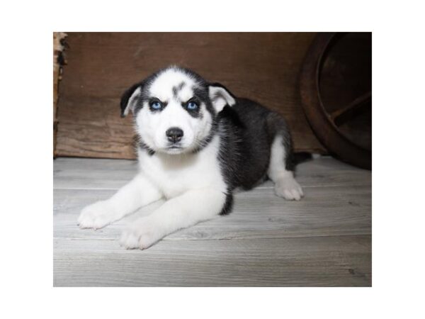 Siberian Husky DOG Female Black / White 906 Petland Grove City & Columbus, Ohio