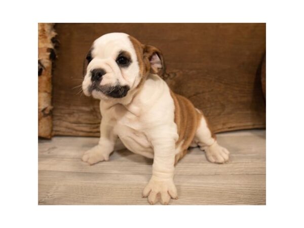 Bulldog-DOG-Female-Fawn-908-Petland Grove City & Columbus, Ohio