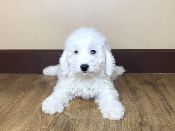 Mini Goldendoodle DOG Male 912 Petland Grove City & Columbus, Ohio