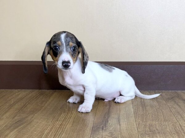 Dachshund DOG Male Black / Tan 911 Petland Grove City & Columbus, Ohio