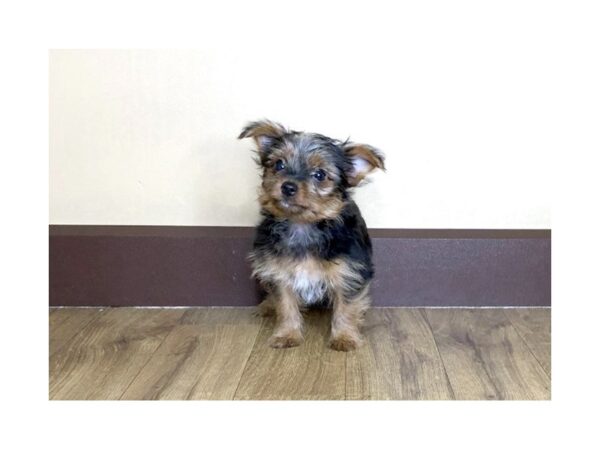 Yorkshire Terrier DOG Male Black / Tan 909 Petland Grove City