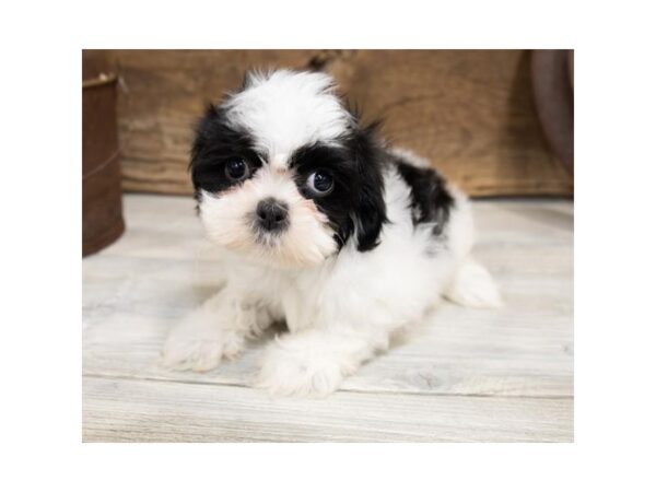 Shih Tzu DOG Male Black / White 913 Petland Grove City & Columbus, Ohio