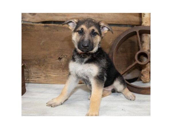 German Shepherd Dog DOG Female Black / Tan 914 Petland Grove City & Columbus, Ohio