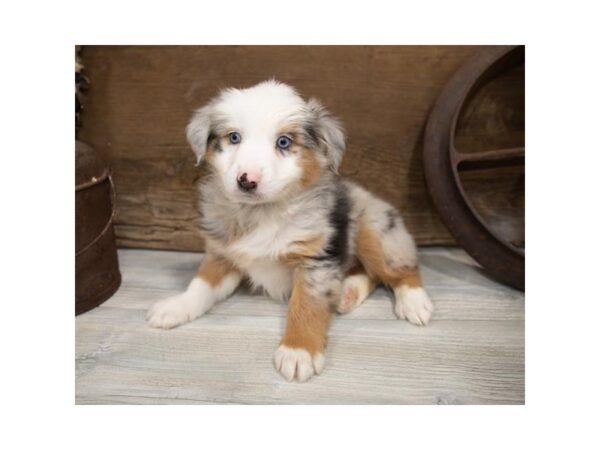 Miniature Australian Shepherd DOG Male Blue Merle 915 Petland Grove City & Columbus, Ohio