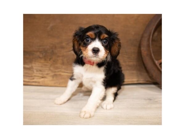 Cavalier King Charles Spaniel DOG Female Black 916 Petland Grove City & Columbus, Ohio