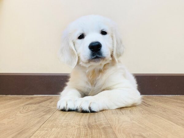 Golden Retriever DOG Male Light Golden 917 Petland Grove City & Columbus, Ohio