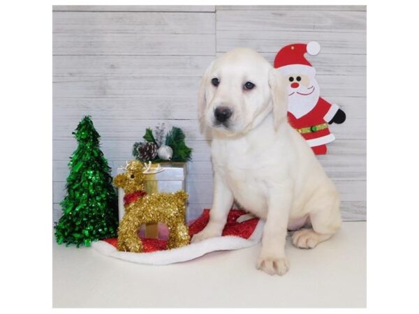 Labrador Retriever DOG Female Yellow 919 Petland Grove City & Columbus, Ohio