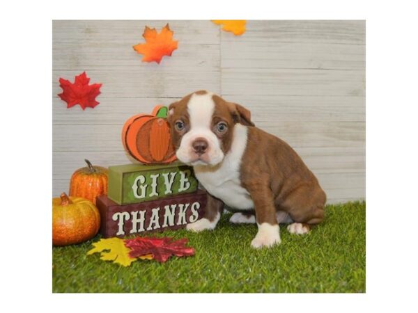 Boston Terrier-DOG-Male-Seal / White-920-Petland Grove City