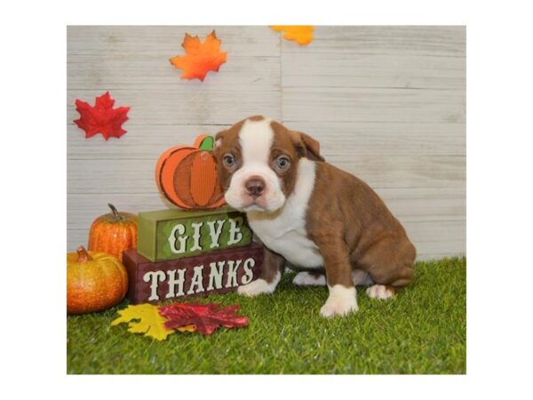 Boston Terrier-DOG-Male-Seal / White-920-Petland Grove City & Columbus, Ohio