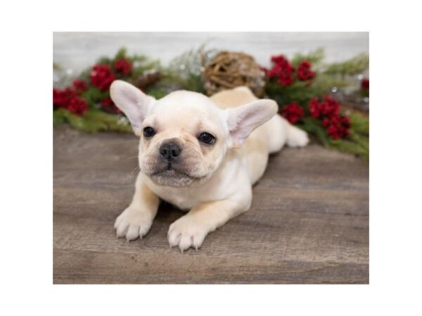 French Bulldog DOG Male Cream 923 Petland Grove City & Columbus, Ohio