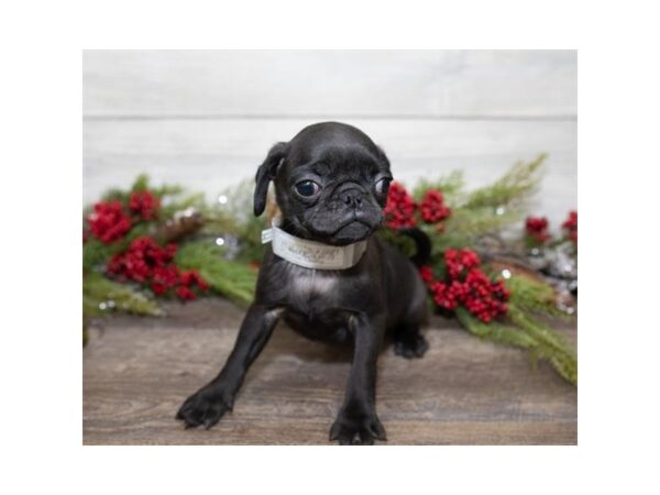 Pug-DOG-Female-Black-924-Petland Grove City