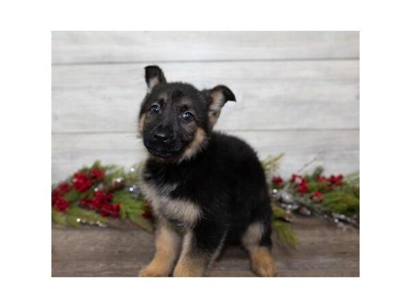 German Shepherd Dog DOG Female Black / Tan 925 Petland Grove City & Columbus, Ohio