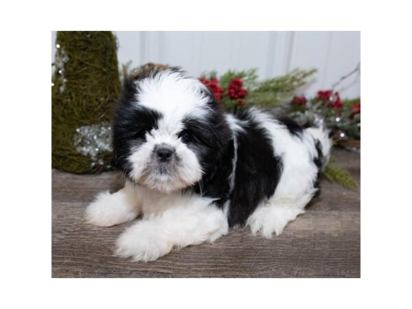 Shih Tzu DOG Female Black / White 927 Petland Grove City & Columbus, Ohio