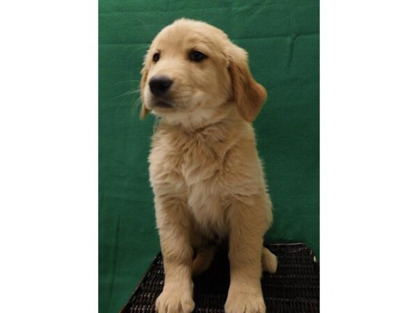 Golden Retriever DOG Female Golden 928 Petland Grove City & Columbus, Ohio