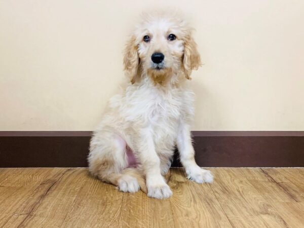 Goldendoodle DOG Female Golden 931 Petland Grove City & Columbus, Ohio