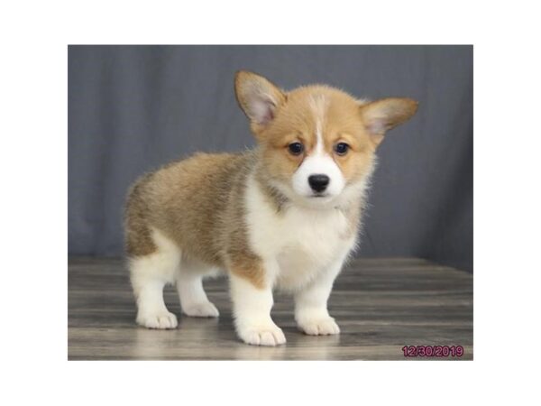Pembroke Welsh Corgi-DOG-Female-Red / White-932-Petland Grove City