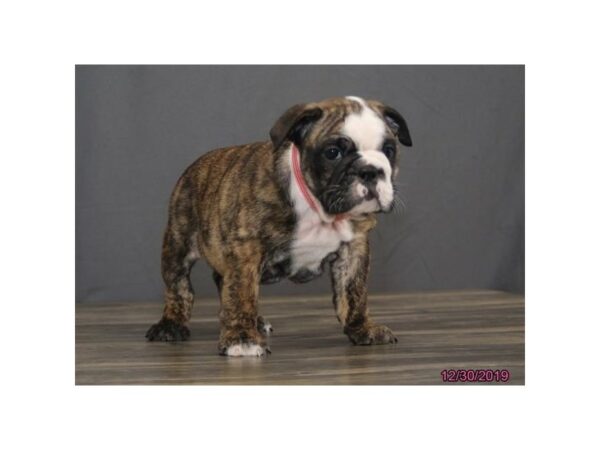 Bulldog DOG Female Brindle / White 933 Petland Grove City & Columbus, Ohio