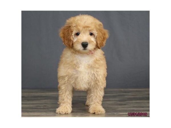 Goldendoodle Mini DOG Female Golden 934 Petland Grove City