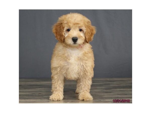 Goldendoodle Mini DOG Female Golden 934 Petland Grove City & Columbus, Ohio