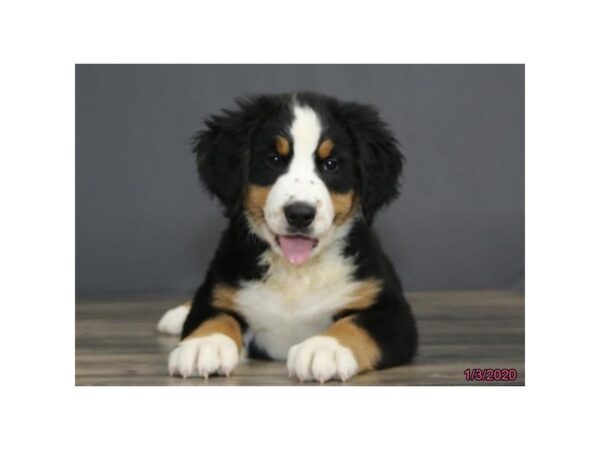 Bernese Mountain Dog-DOG-Male-Black Rust / White-935-Petland Grove City & Columbus, Ohio