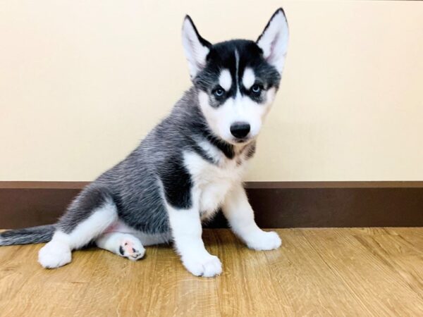 Siberian Husky DOG Female Black White 937 Petland Grove City & Columbus, Ohio