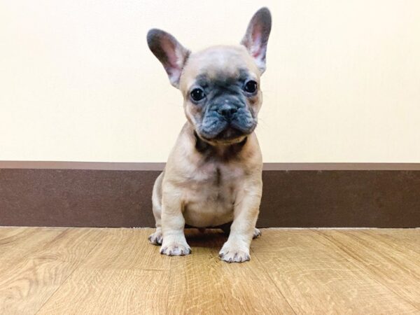 French Bulldog DOG Male Blue Fawn 936 Petland Grove City & Columbus, Ohio