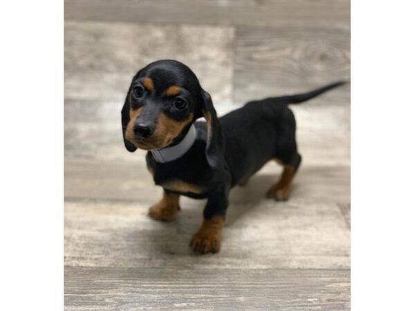 Dachshund-DOG-Male-Black / Tan-938-Petland Grove City