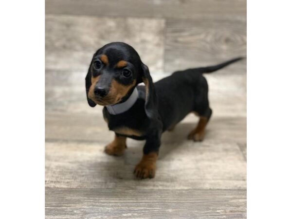 Dachshund DOG Male Black / Tan 938 Petland Grove City & Columbus, Ohio