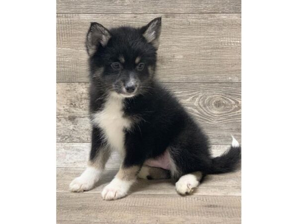 Pomsky DOG Female Black / Tan 940 Petland Grove City & Columbus, Ohio