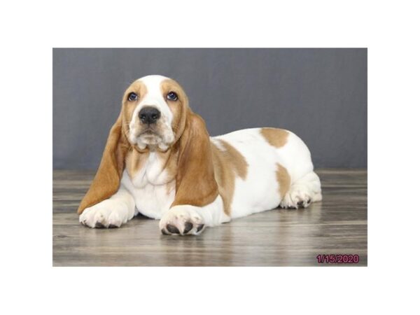 Basset Hound-DOG-Male-Lemon / White-941-Petland Grove City & Columbus, Ohio