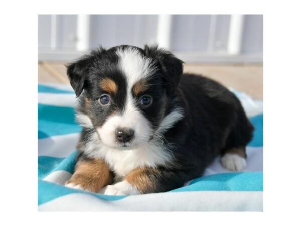 Miniature Australian Shepherd DOG Female Black 942 Petland Grove City & Columbus, Ohio