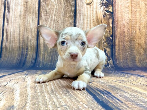 Chihuahua DOG Male Red Merle 956 Petland Grove City & Columbus, Ohio