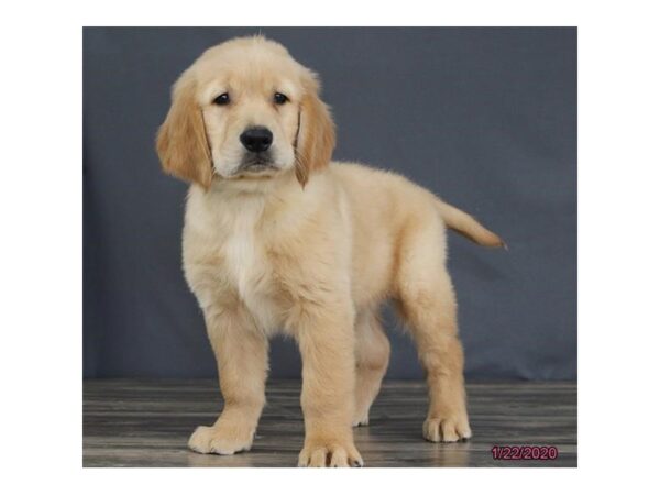 Golden Retriever-DOG-Male-Golden-947-Petland Grove City & Columbus, Ohio
