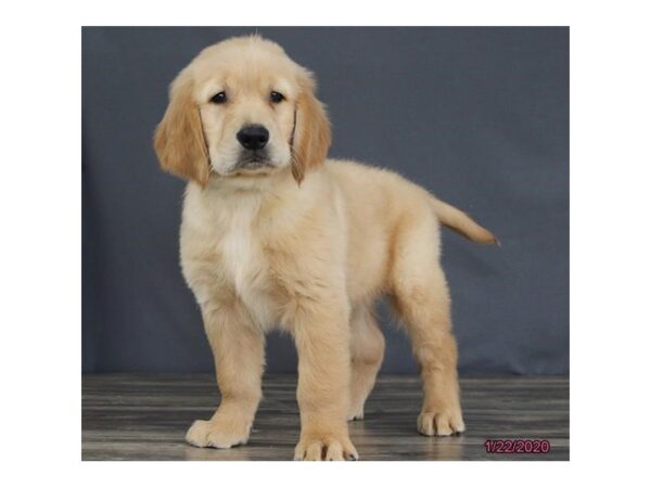 Golden Retriever DOG Male Golden 947 Petland Grove City & Columbus, Ohio