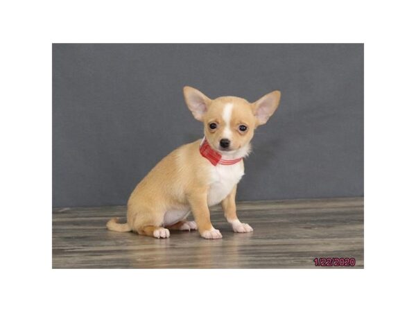 Chihuahua DOG Female Red Fawn 948 Petland Grove City & Columbus, Ohio