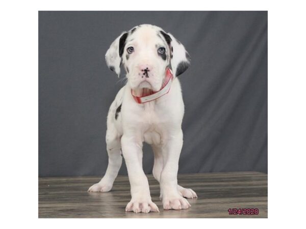 Great Dane-DOG-Female-Harlequin-949-Petland Grove City & Columbus, Ohio