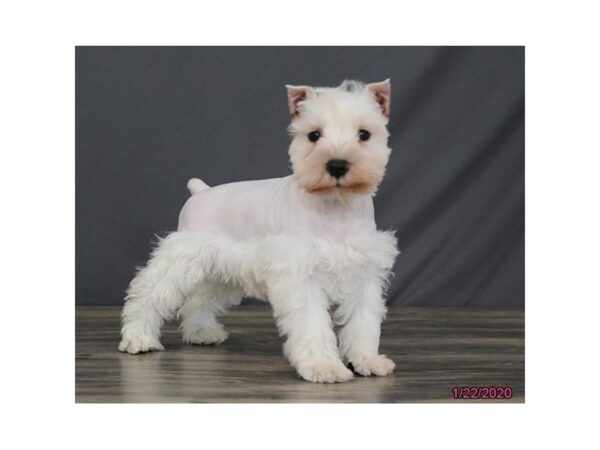 Miniature Schnauzer DOG Male White 950 Petland Grove City & Columbus, Ohio