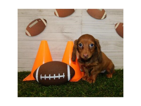 Dachshund-DOG-Female-Red-951-Petland Grove City & Columbus, Ohio
