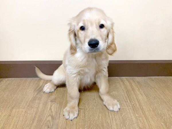 Golden Retriever DOG Male Golden 945 Petland Grove City