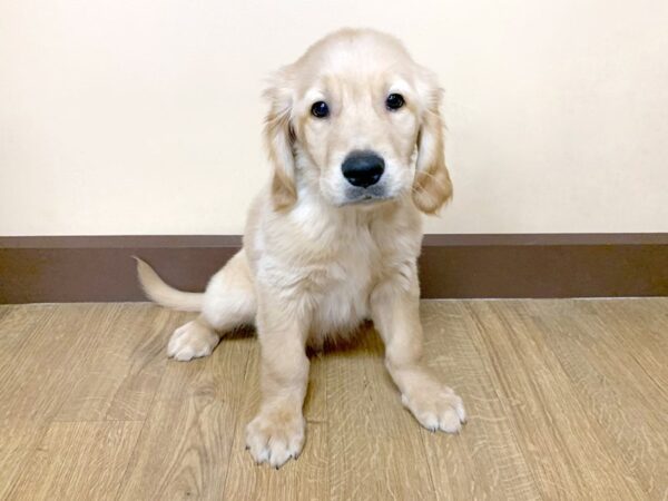 Golden Retriever DOG Male Golden 945 Petland Grove City & Columbus, Ohio