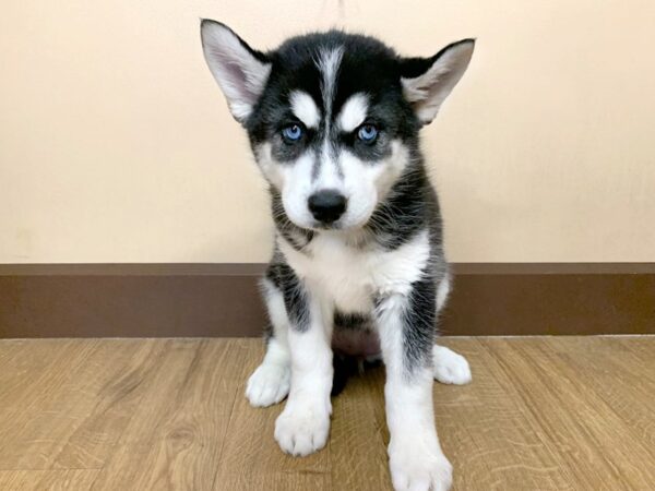 Siberian Husky-DOG-Female-Black White-944-Petland Grove City