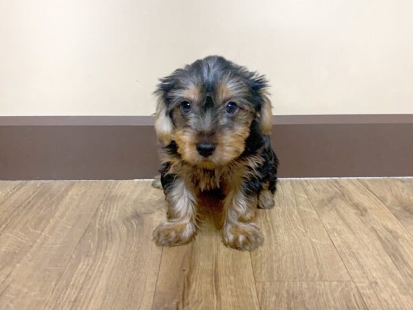 Yorkshire Terrier DOG Male BLK TAN 952 Petland Grove City & Columbus, Ohio