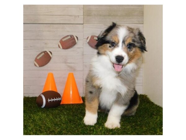 Miniature Australian Shepherd DOG Male Blue Merle White / Tan 957 Petland Grove City & Columbus, Ohio