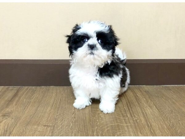 Shih Tzu-DOG-Female--953-Petland Grove City & Columbus, Ohio