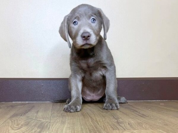 Labrador Retriever DOG Female Silver 955 Petland Grove City & Columbus, Ohio